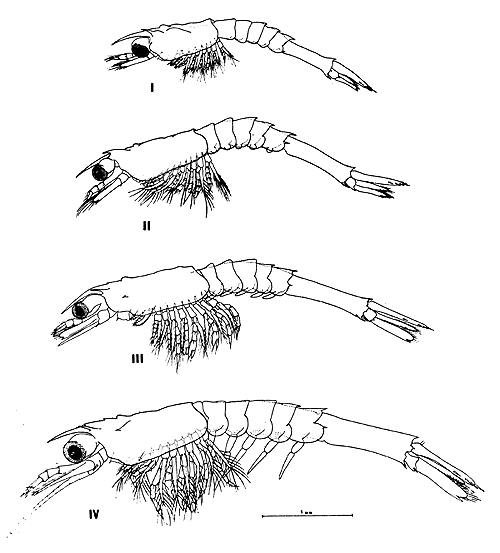 Fig. 14