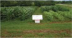 Mangement of Tropical Sandy Soil for Sustainable Agriculture