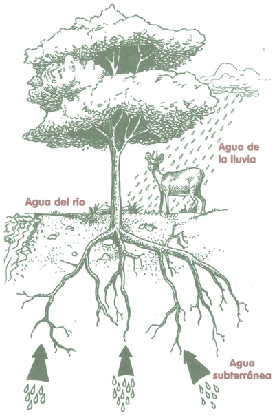 EDUCACIÓN AMBIENTAL PARA EL TRÓPICO DE COCHABAMBA