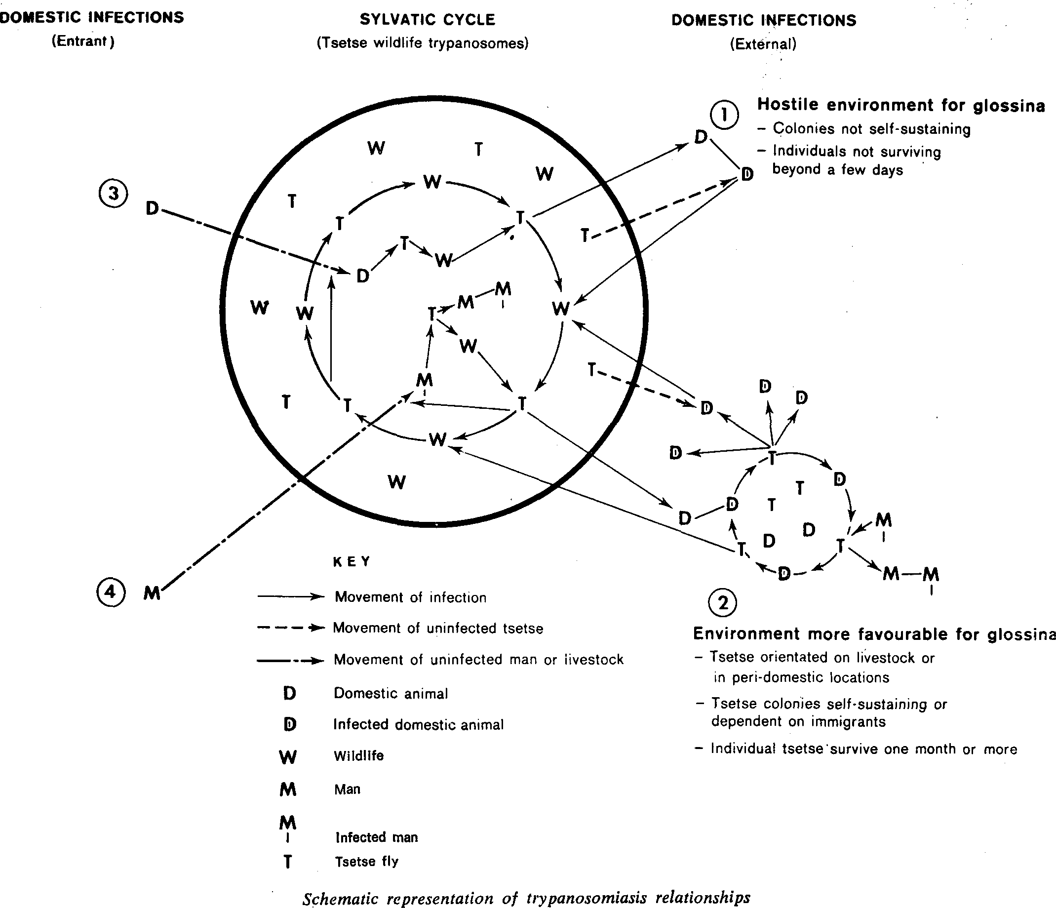 African Animal Trypanosomiasis Selected Articles from the World Animal Review