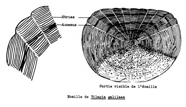 Fig. 4.16