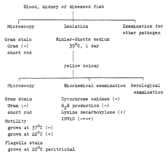 Fig. 11