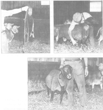 Manuel de formation pour l'insmination artificielle chez les ovins et les caprins