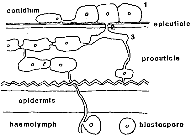 Figure 2.2. Penetration of host cuticle by a Deuteromycetes entomopathogens1 = appressorial complex, 2 = penetration peg, 3 = penetration plate