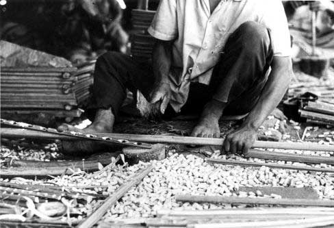 Figure 88: Crate making from the Leaf Midrib