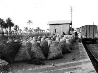 Figure 90: Baskets made of Plaited Leaflets containing about 300 kgs of Dates