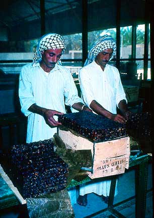 Figure 52: Hand Picked Bulk Box of Layered Dates