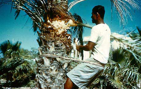 Removal of leaves