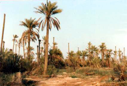 Figure 2: Abandoned Date Garden (Bahrain)