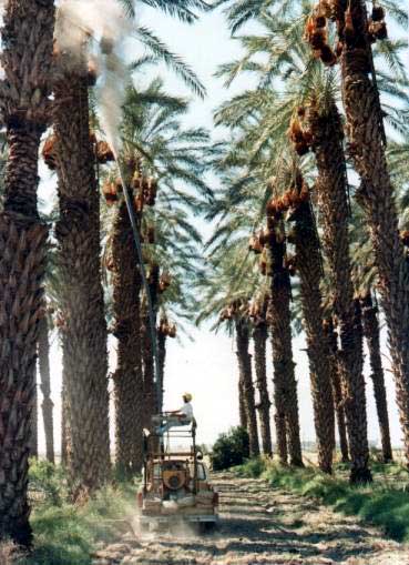 Figure 4: Mechanized Date Plantation with Dusting Operation in Progress (California)