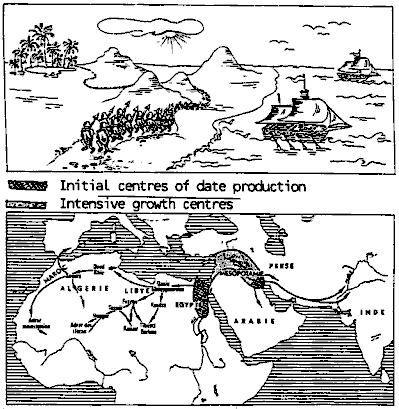 Figure 5: Dissemination of the date palm in the Old World (363)
