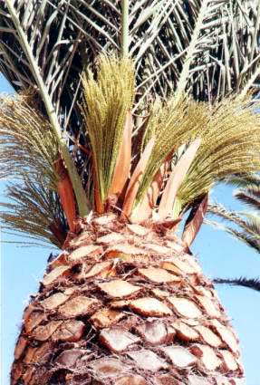 Figure 12: Canary Palms (<i>Phoenix Canariensis) (Note flower development in these overpruned ornamental palms)(Sicily,Italy)