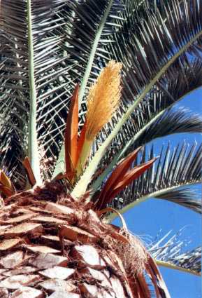 Figure 12: Canary Palms (<i>Phoenix Canariensis) (Note flower development in these overpruned ornamental palms)(Sicily,Italy)