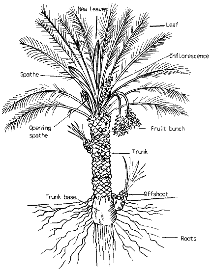 Figure 14: Schematic Picture of the Date Palm during a ONe-year <b>Production Cycle