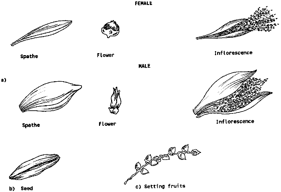 Figure 15: Major Parts of the Date Palm