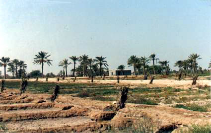 Figure 19: Newly Planted Offshoots (8 x 16 m) (Bahrain)