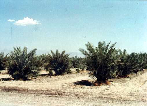 Figure 20: 4-Year Old Plantation of Zahdi Offshoots (California)