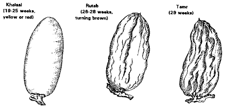 Figure 21: Formation and Ripening of the Dates