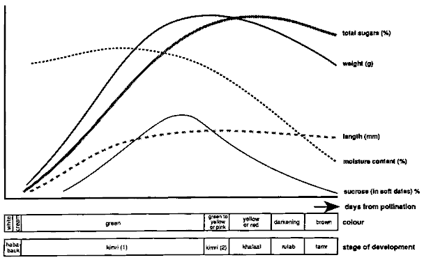 Figure 22: Major Changes during Date Fruit Development