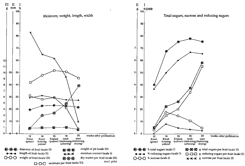 Figure 24: Morphological and Compositional Changes in the 5 Major Development Stages of Ruzeiz (Saudi Arabia)