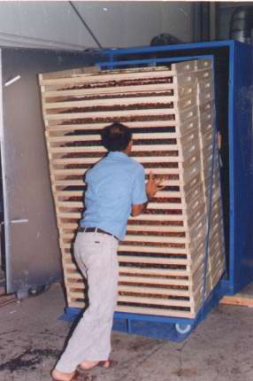 Semi-continuous dehydrator with dates stacked on trays 