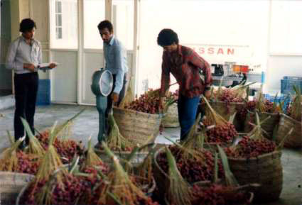 Intake and weighing of freshly harvested whole buches