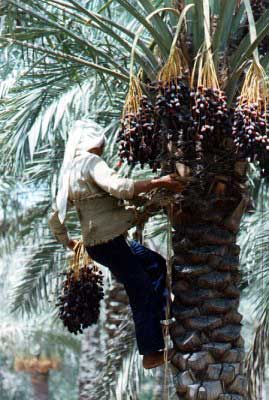 Figure 33: Harvesting Rutab - Selective picking of rutab collected in baskets; Harvesting lwhole bunches of rutab; Mixed late khalaal and rutab of 2 varieties selected in date garden for direct sale in local market