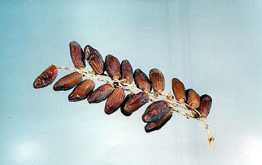 Figure 54: Natural Dates on Spikelets