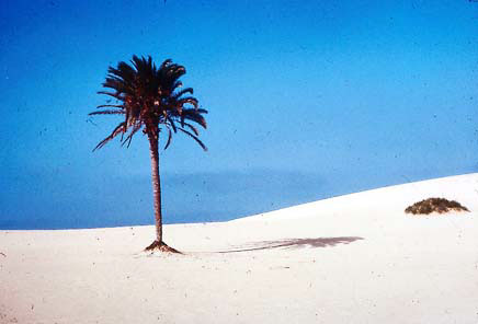 Figure 7: Unattended Date Palms in Marginal Growth Condition