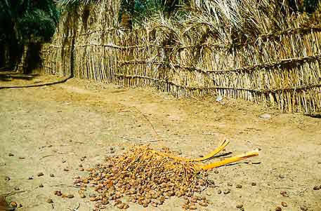 Figure 10: Hard desert dates, harvested on the bunch and thrown to the ground (Fezzan)