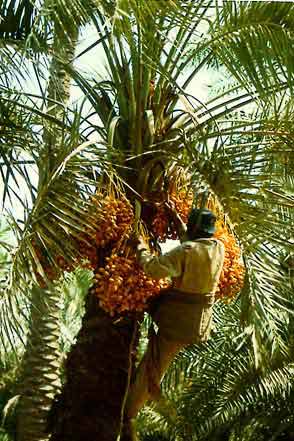 Figure 27: Harvesting Whole Bunches of Sweet Khalaal:: Baskets made of palm leaflets are used for transport