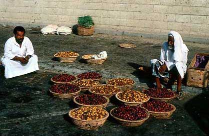 Figure 33: Harvesting Rutab - Selective picking of rutab collected in baskets; Harvesting lwhole bunches of rutab; Mixed late khalaal and rutab of 2 varieties selected in date garden for direct sale in local market