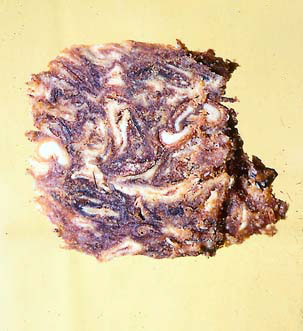 Figure 50: Slice of Pitted, Pressed Dates