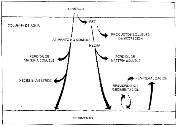 Figura 9