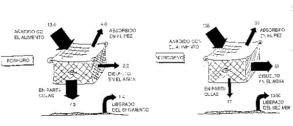 Figura 10