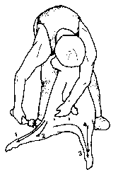 Figure 4.1 Merino shearing pattern