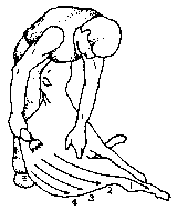 Figure 4.1 Merino shearing pattern