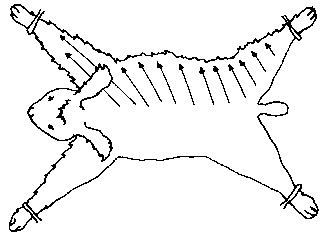 Figure 4.3 Shearing angora rabbits