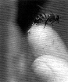 Figure a) unique to the honeybee sting. Once stung by a honeybee, the whole sting apparatus, venom sack and all, almost always remains
