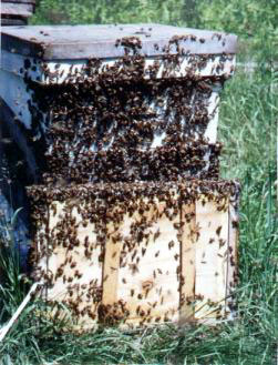Honeybees outside of the hive shortly after electro-shock treatments.