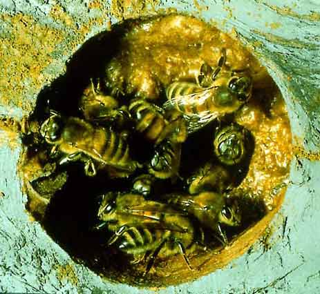 Honeybees frequently use propolis to reduce the size of the entrance for better difence.