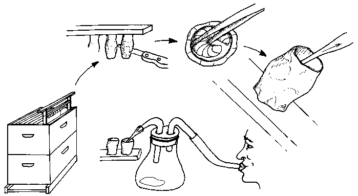 Figura a) The steps for removing royal jelly from a queen cell and a diagram of a simple suction device for the collection of royal jelly from queen cups.