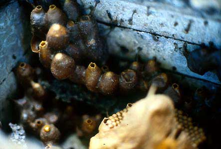 The sealed and unsealed honey and pollen pots of a stingless bee nest in South America.