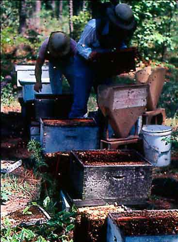 Using a funnel to shake bees into packages in a North American apiary.