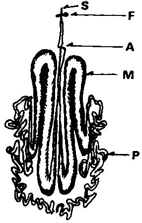 Silk glands of the larva of Bombyx mori