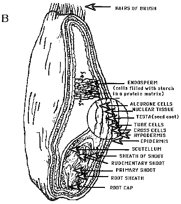Diagrammatic illustrations of cereal grains (caryopis fruit)