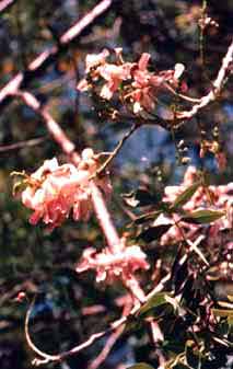 Gliricidia sepium Steud. syn. Lonchocarpus maculatus DC. 