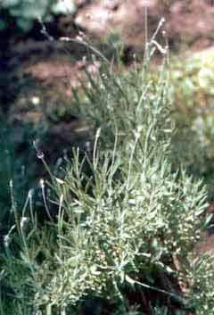 Lavendula angustifolia Mill. (L. officinalis Chaix.)