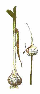 Allium sativum L. 