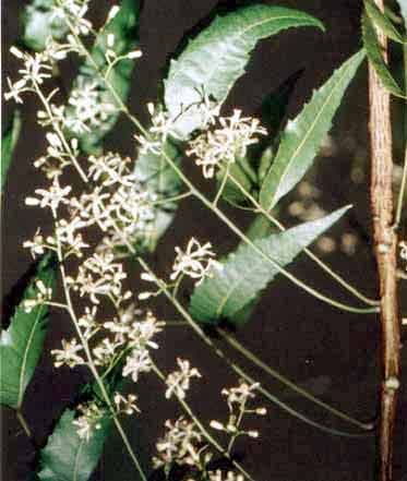 Azadirachta indica Juss. syn. Antelaea azadirachta (L.) Adelbert